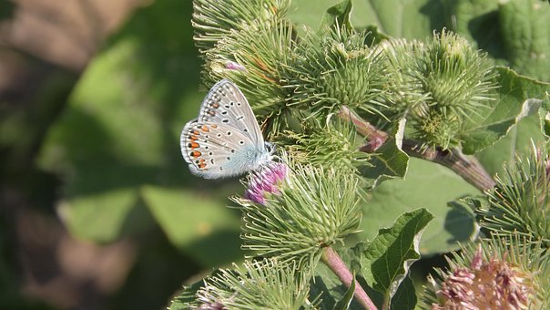 Free Butterfly Insect photo and picture