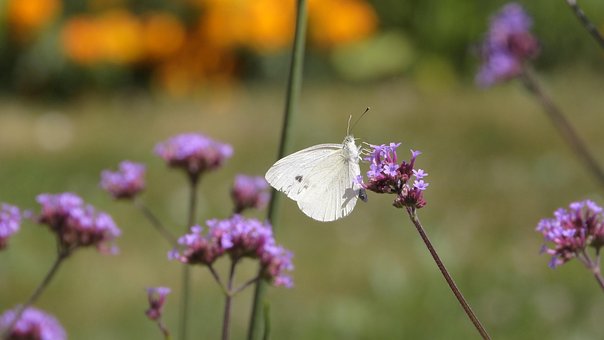Free Butterfly Insect photo and picture