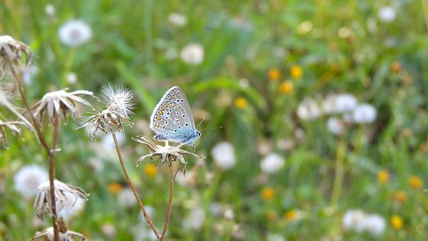 Free Butterfly Flowers photo and picture