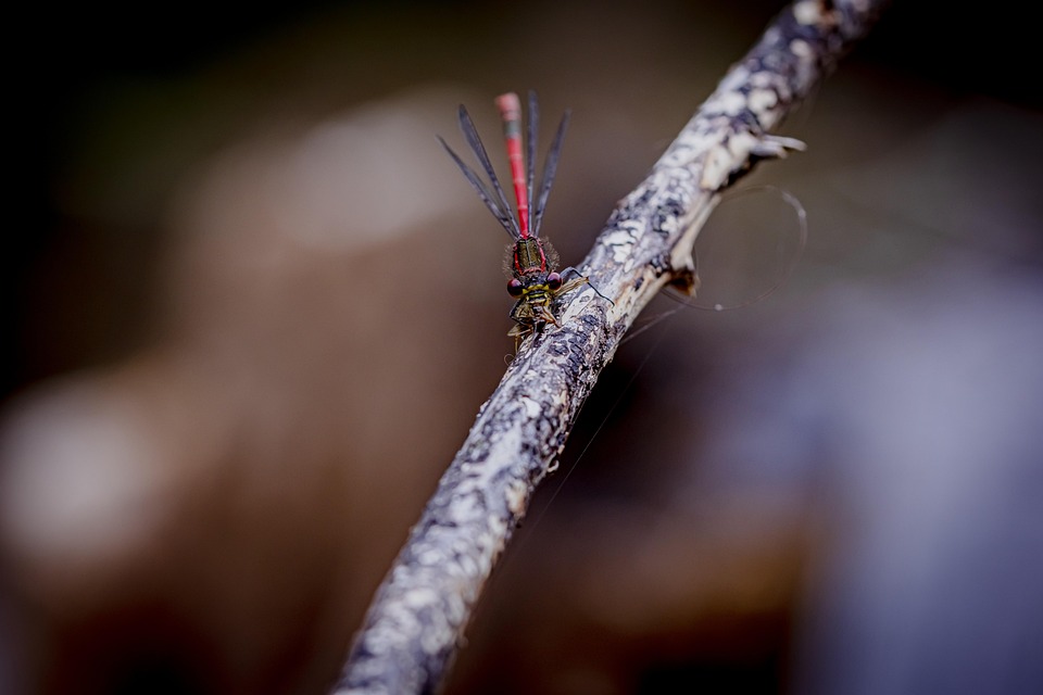 Dragonfly Insect Wings Red - Free photo on Pixabay