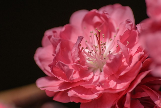 桃 花 フラワーズ - Pixabayの無料写真 - Pixabay