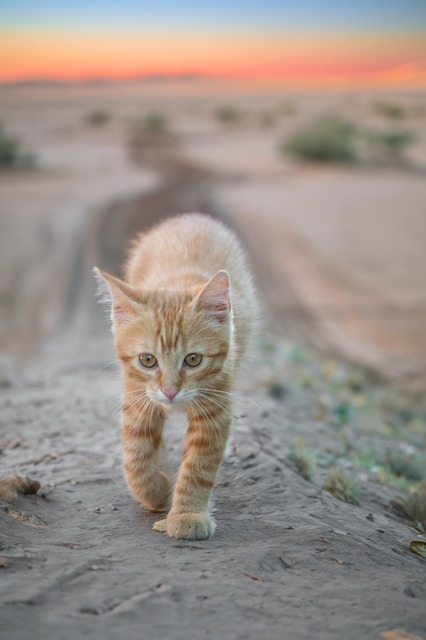 Dyr, Killing, Feline, Natur, Kæledyr