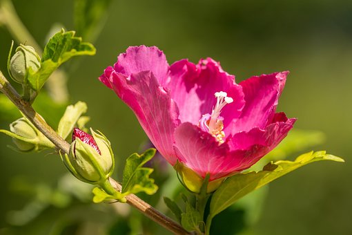Hibisco, Flor, Planta, Arbusto