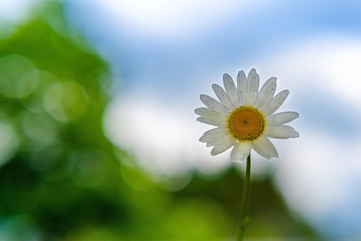 Kamille, Blume, Pflanze, Weiße Blume