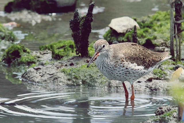 Gewone Tureluur, Vogel, Dier, Veren