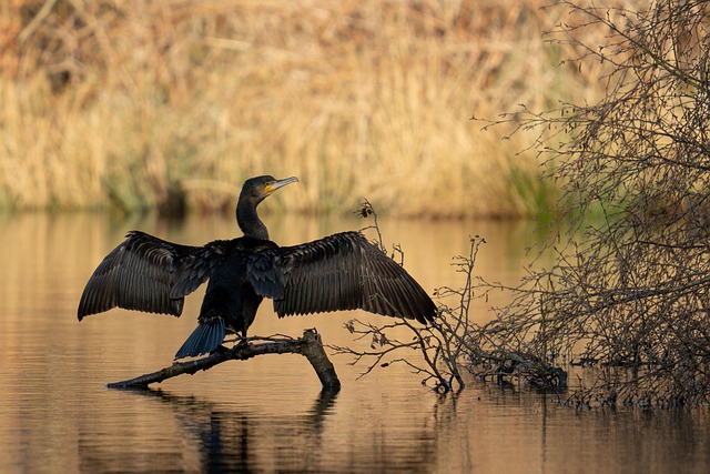 Free Cormorant Bird photo and picture