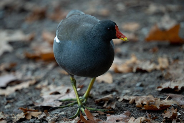 Free Moorhen Bird photo and picture