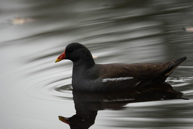 Free Moorhen Bird photo and picture