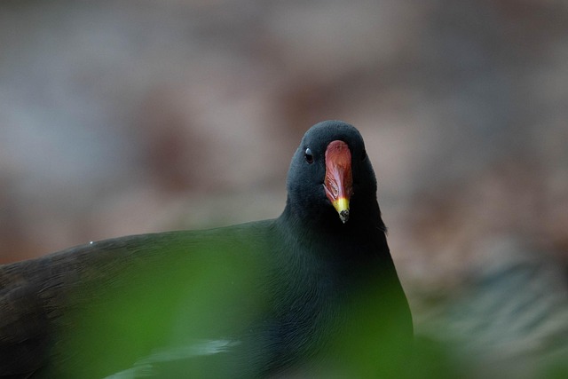 Free Bird Moorhen photo and picture