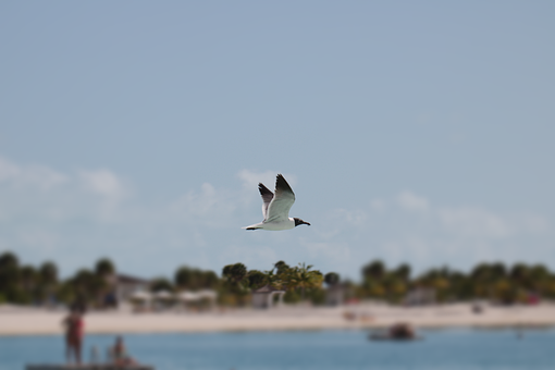 Free Seagull Bird photo and picture