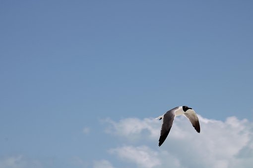 Free Seagull Bird photo and picture
