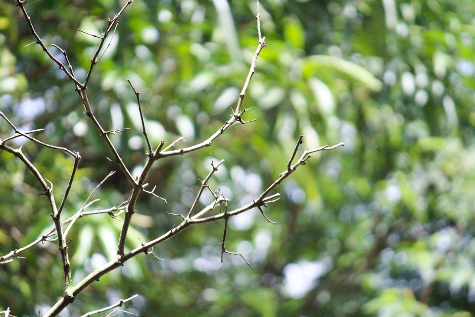 Tree Branch Nature - Free photo on Pixabay - Pixabay