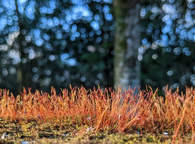 Bokeh, Bokeh Pozadí, Bokeh Světlo