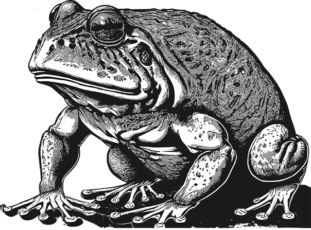 Free frog amphibian toad vector