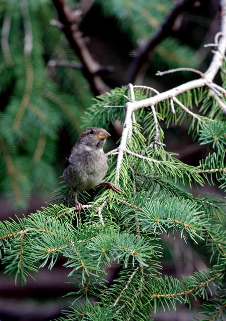Free House Sparrow Sparrow photo and picture