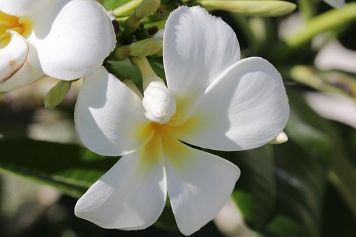 Free Tropical Flower Petals photo and picture