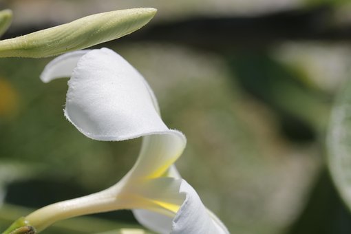 Free Tropical Flower Bloom photo and picture