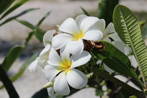 Free Tropical Flower Petals photo and picture