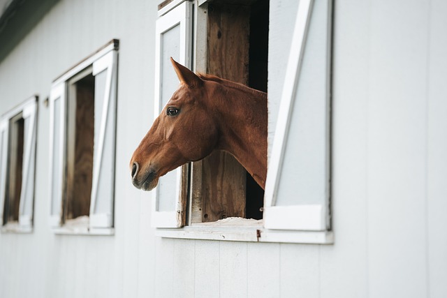 Free Horse Nature photo and picture Free Horse Nature photo and picture