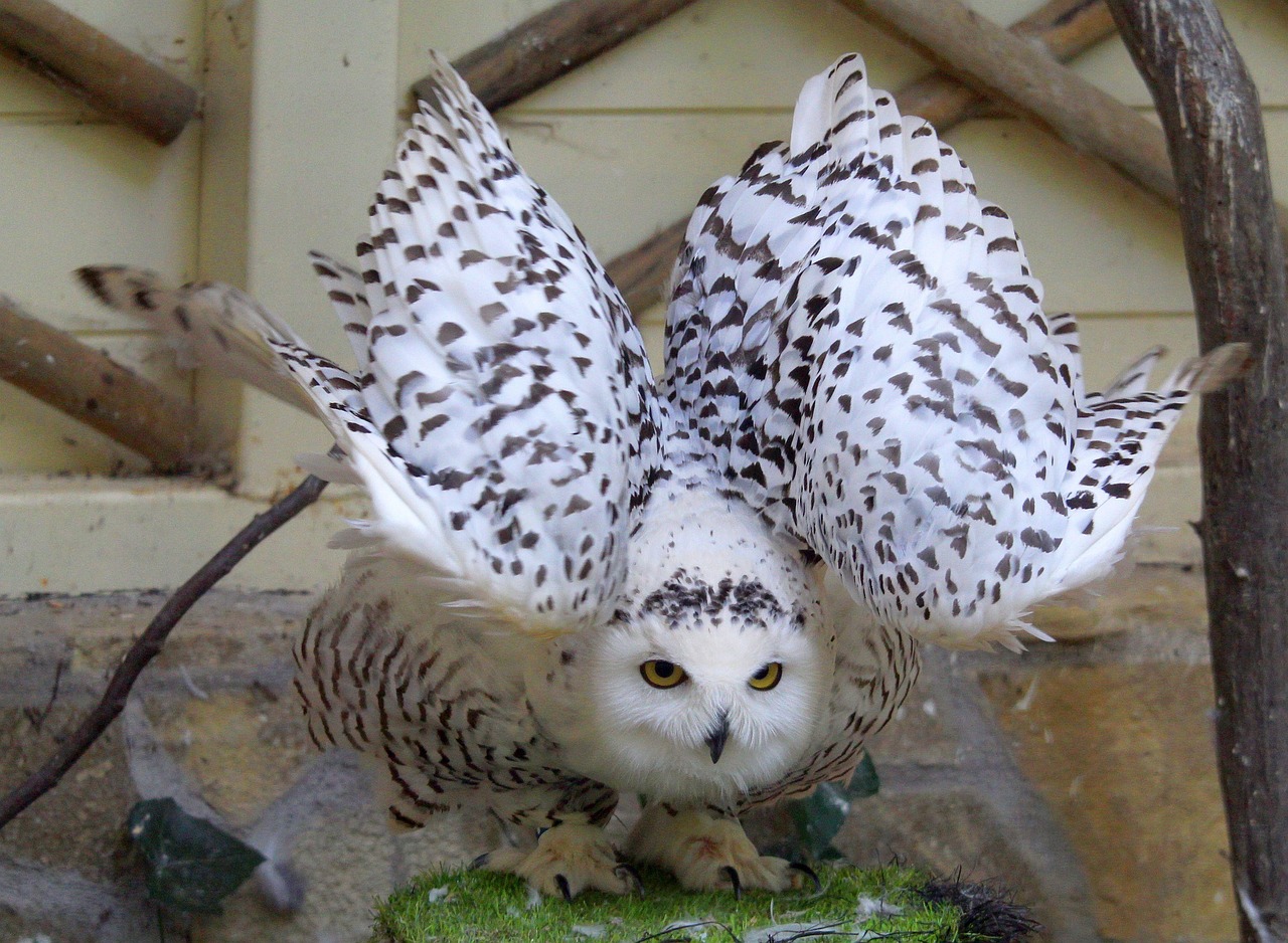 Harfang Des Neiges Hibou Plume Photo Gratuite Sur Pixabay Pixabay harfang-des-neiges-hibou-plume-photo-gratuite-sur-pixabay-pixabay