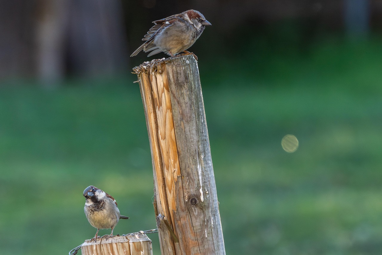 Sperling 참새 Passeridae Pixabay의 무료 사진 Pixabay