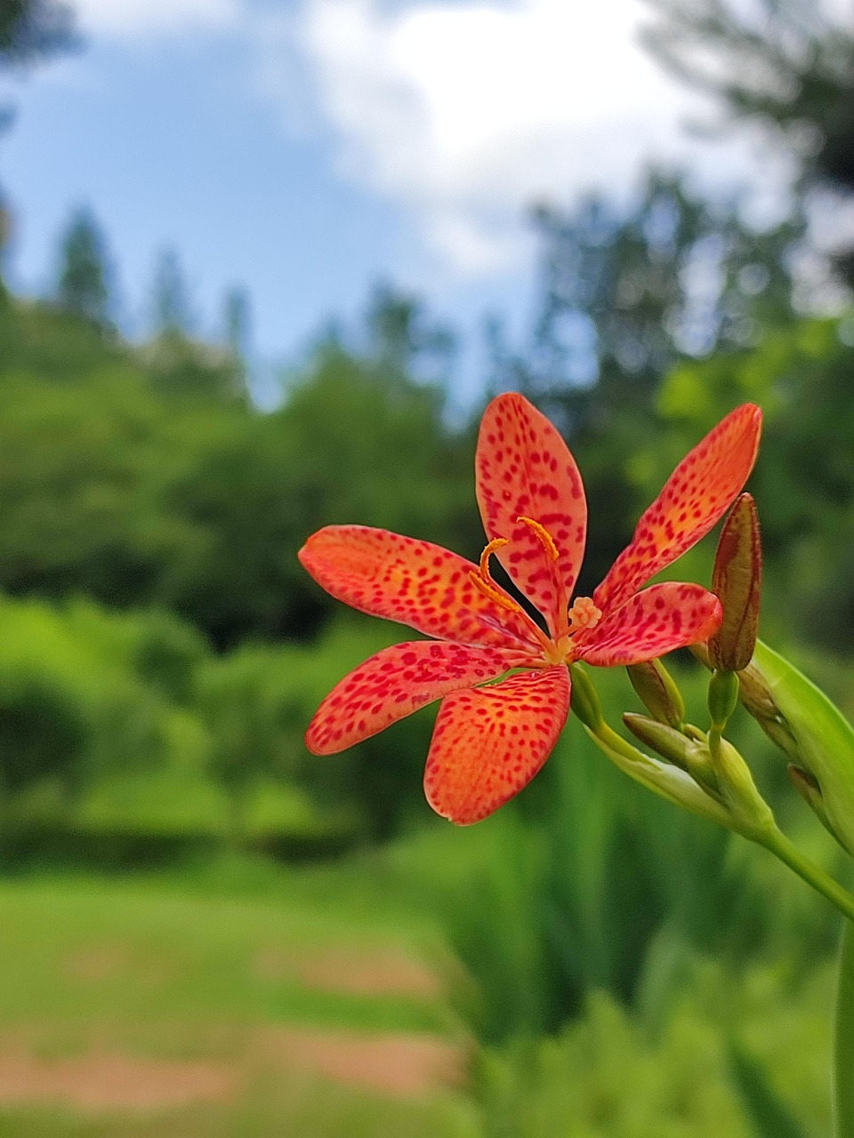 Sitemapcdatahttpsfinkedriinfophoto De Profil Nature Fleurnull