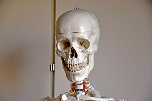 Free Skull Skeleton photo and picture