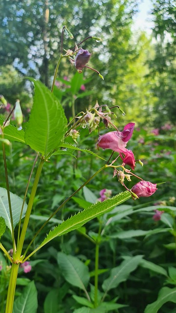 Free Forest Nature photo and picture
