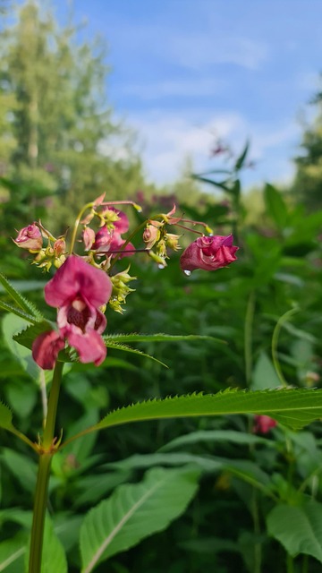 Free Flowers Nature photo and picture