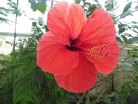 Hibiscus, Blomst, Planter, Natur, Avl