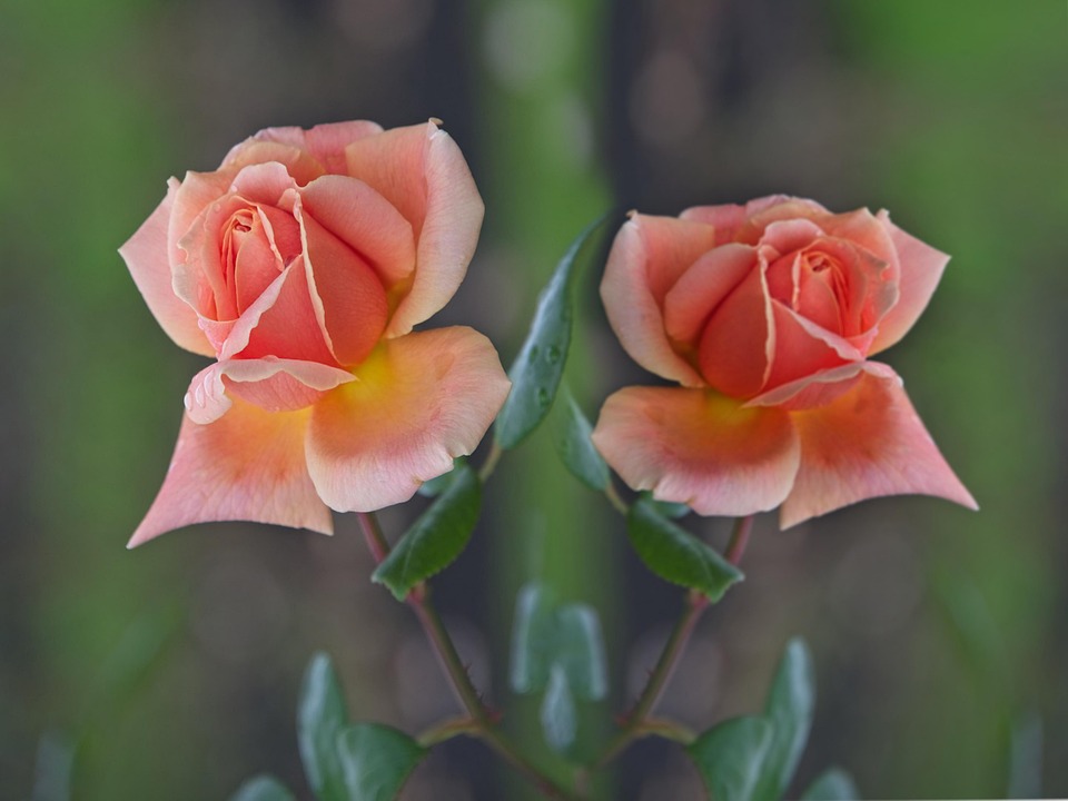 Blumen Rosen Natur - Kostenloses Foto auf Pixabay - Pixabay