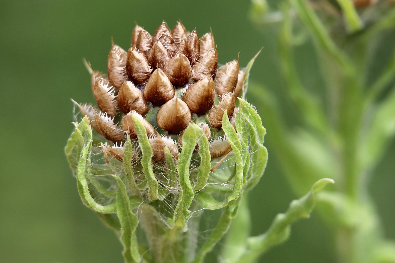View of 400+ Free Knapweed & Nature Images - Pixabay