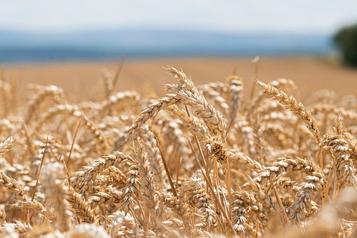 Free Field Cornfield photo and picture