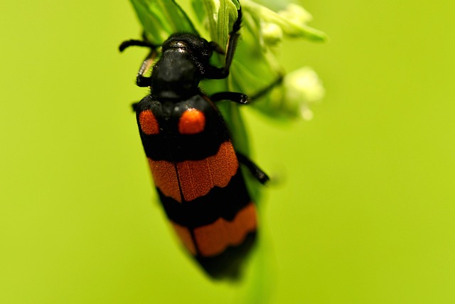 Mylabris Pustulata Blister Beetle Free photo on Pixabay Pixabay