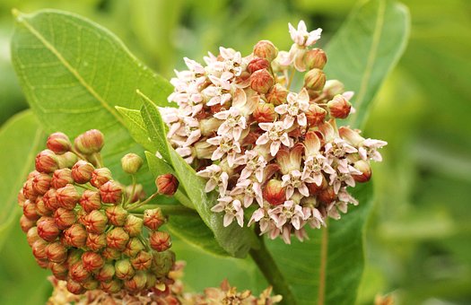 Milkweed, Almindelig Mælkeblomst