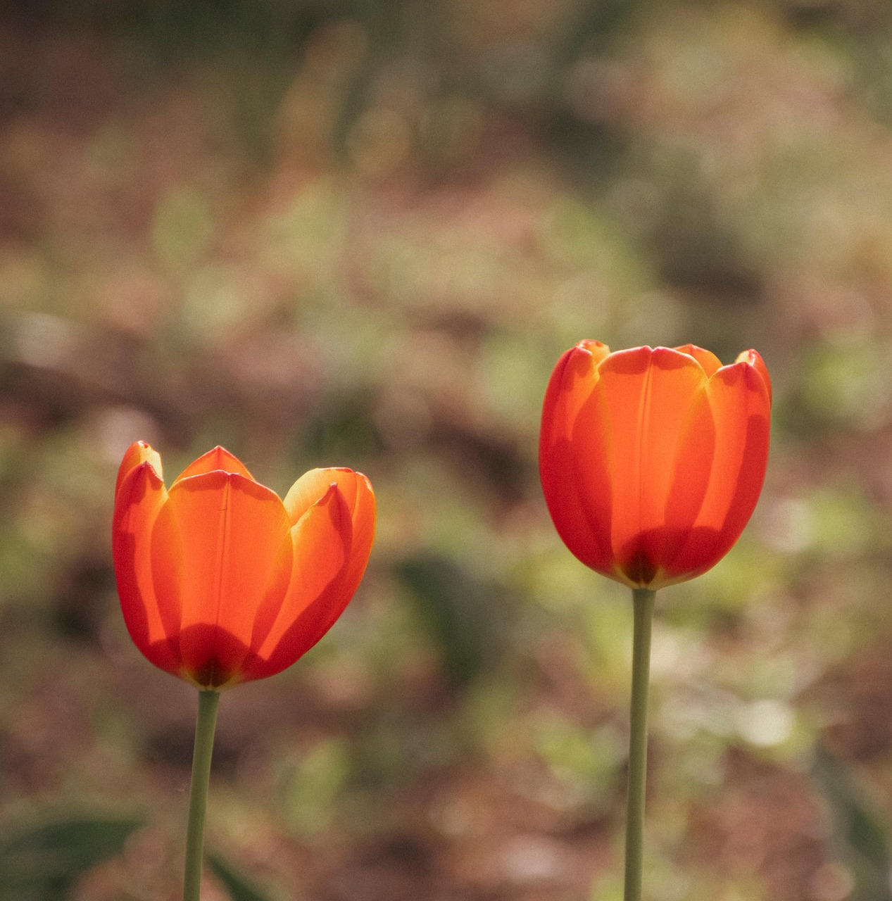 Tulips Flowers Plant Free photo on Pixabay Pixabay