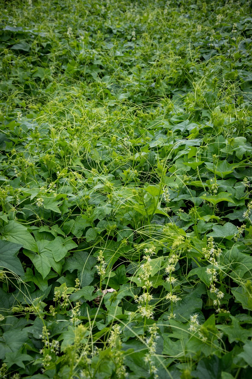 灌木丛 植物学 野生植物 - Pixabay上的免费照片 - Pixabay
