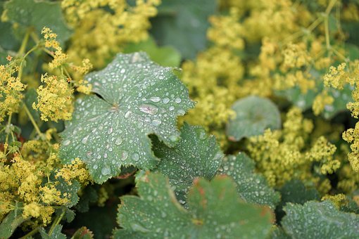 Tropfen, Wasser, Blatt, Grün, Regen