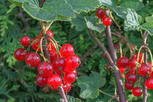 Free Garden Red photo and picture