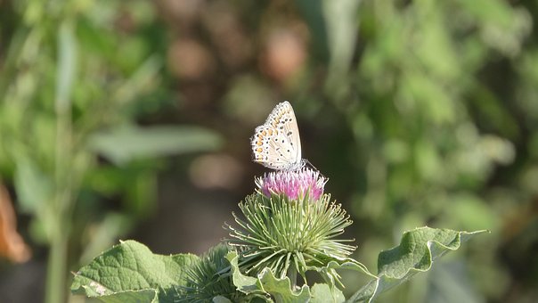 Free Insect Butterfly photo and picture