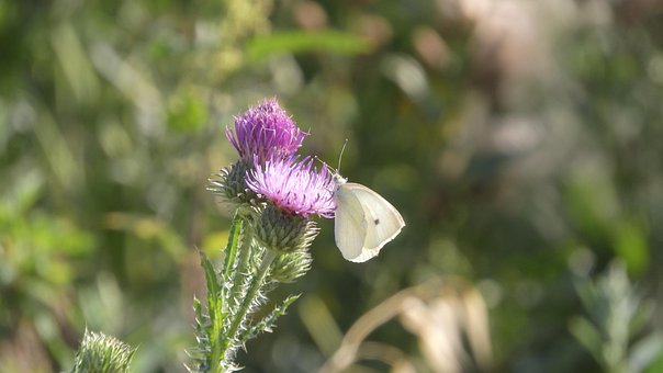 Free Insect Butterfly photo and picture