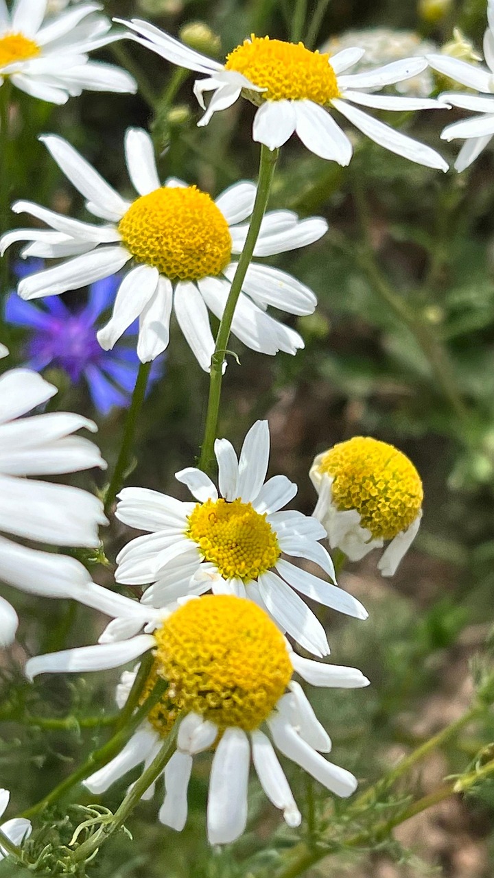 Kamille Kornblumen Blumen Kostenloses Foto auf Pixabay Pixabay