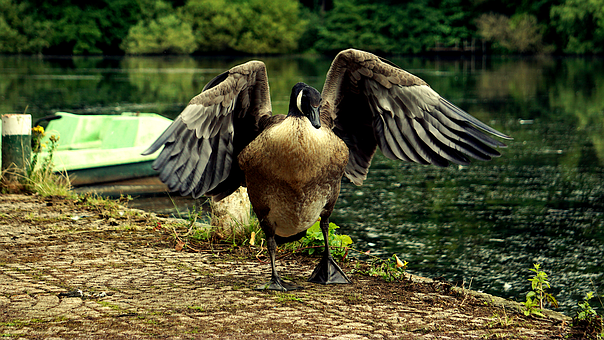 Gans, Vogel, Wasservogel, Gefieder