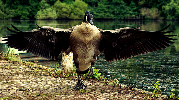 Kanada Gans, Gans, Vogel, Tier, Schnabel