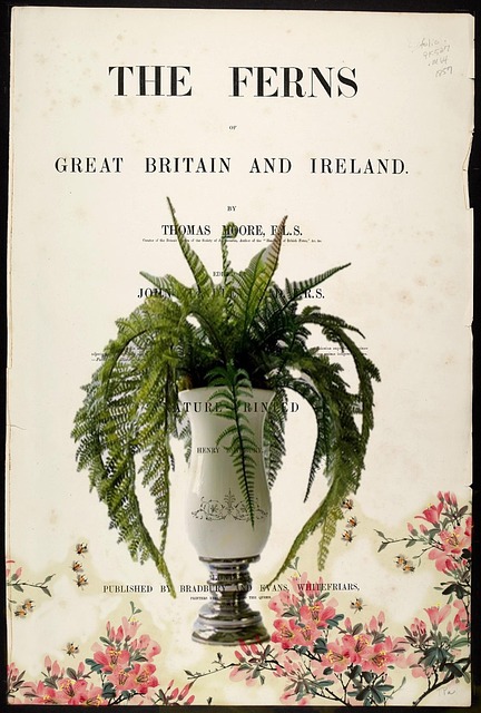 Free Fern Nature photo and picture