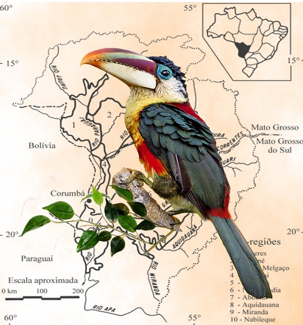 Free Toucan Tropical photo and picture