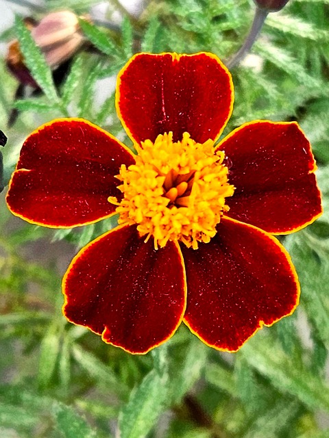 Naturaleza, Flor, Primavera, Planta
