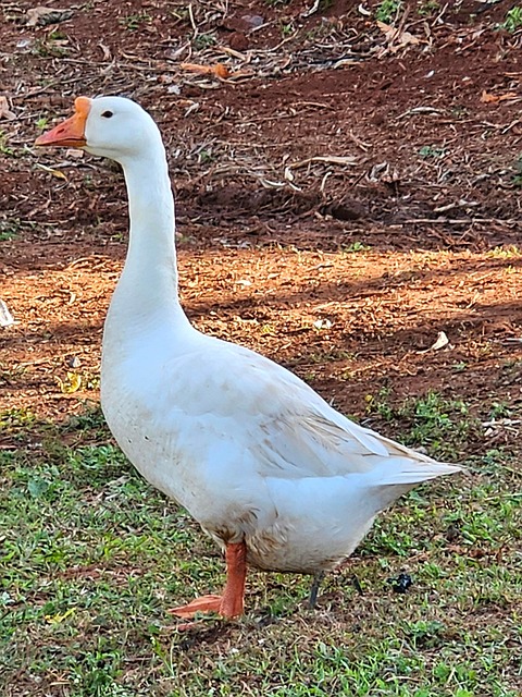 Blanco, Pato, Naturaleza, Pájaro, Plumas