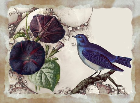 Free Bird Nature illustration and picture