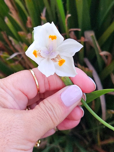 Pétalo, Naturaleza, Mano, Anillo